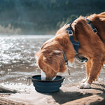 COOYOO foldable silicone pet feeding watering bowl set collapsed flat for travel.