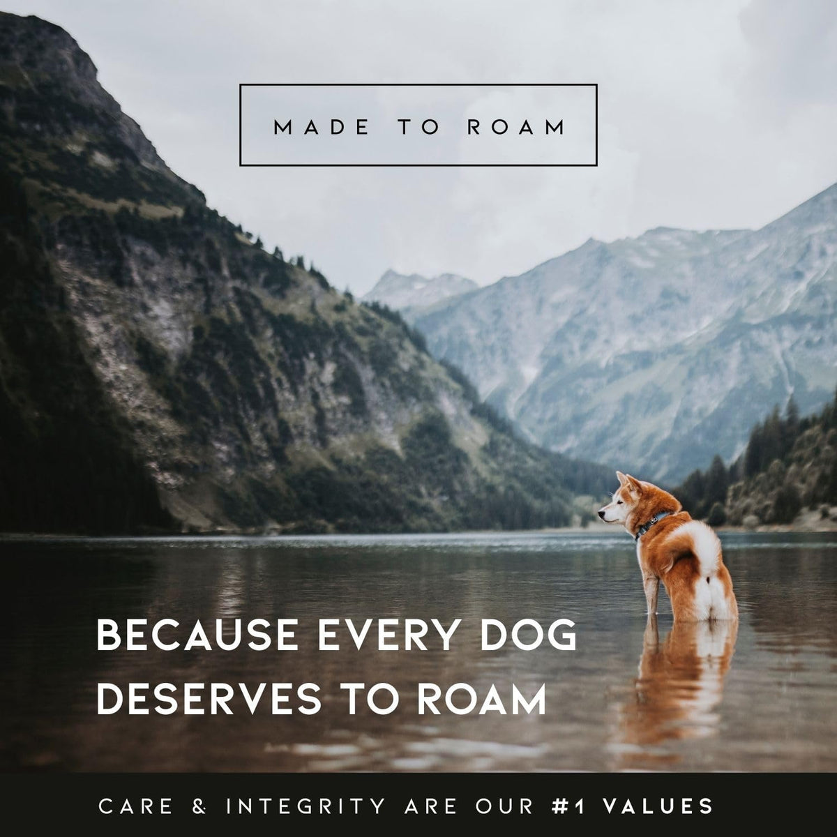 Premium imported durable pet walking gear for large and active dogs
