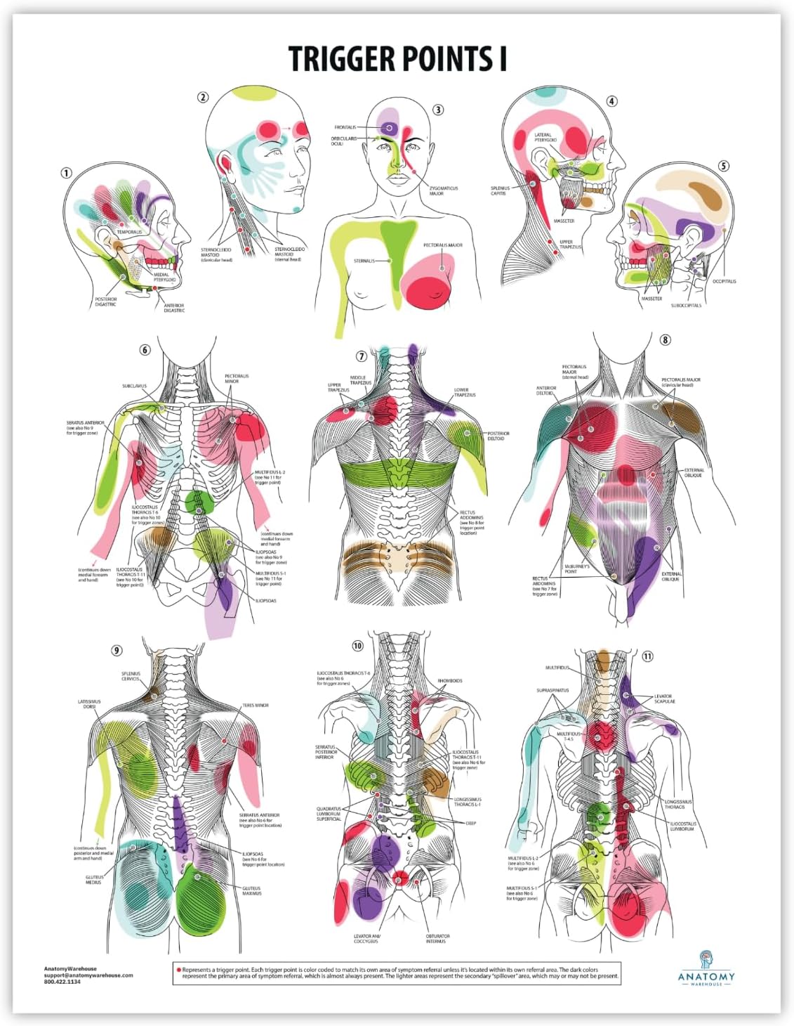 Anatomy Lab trigger points laminated poster front view chart