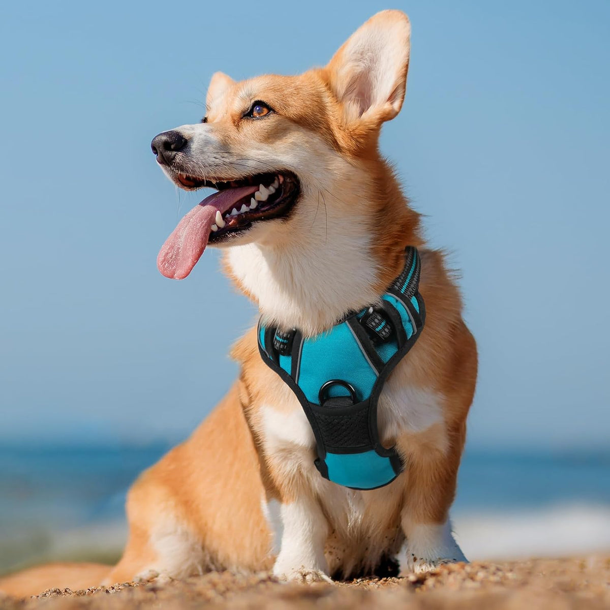 Packaging and unfolded layout of medium dog harness