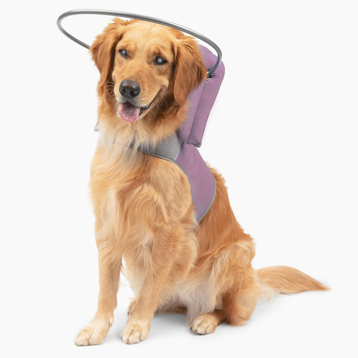 Muffin's Halo(R) - The Original Blind Dog Halo | Harness & Bumper Collar Accessory for Safe Navigation & Confidence - Black, Size 7 - Image 9