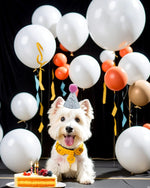 Puppy wearing a mini colorful birthday hat for celebration
