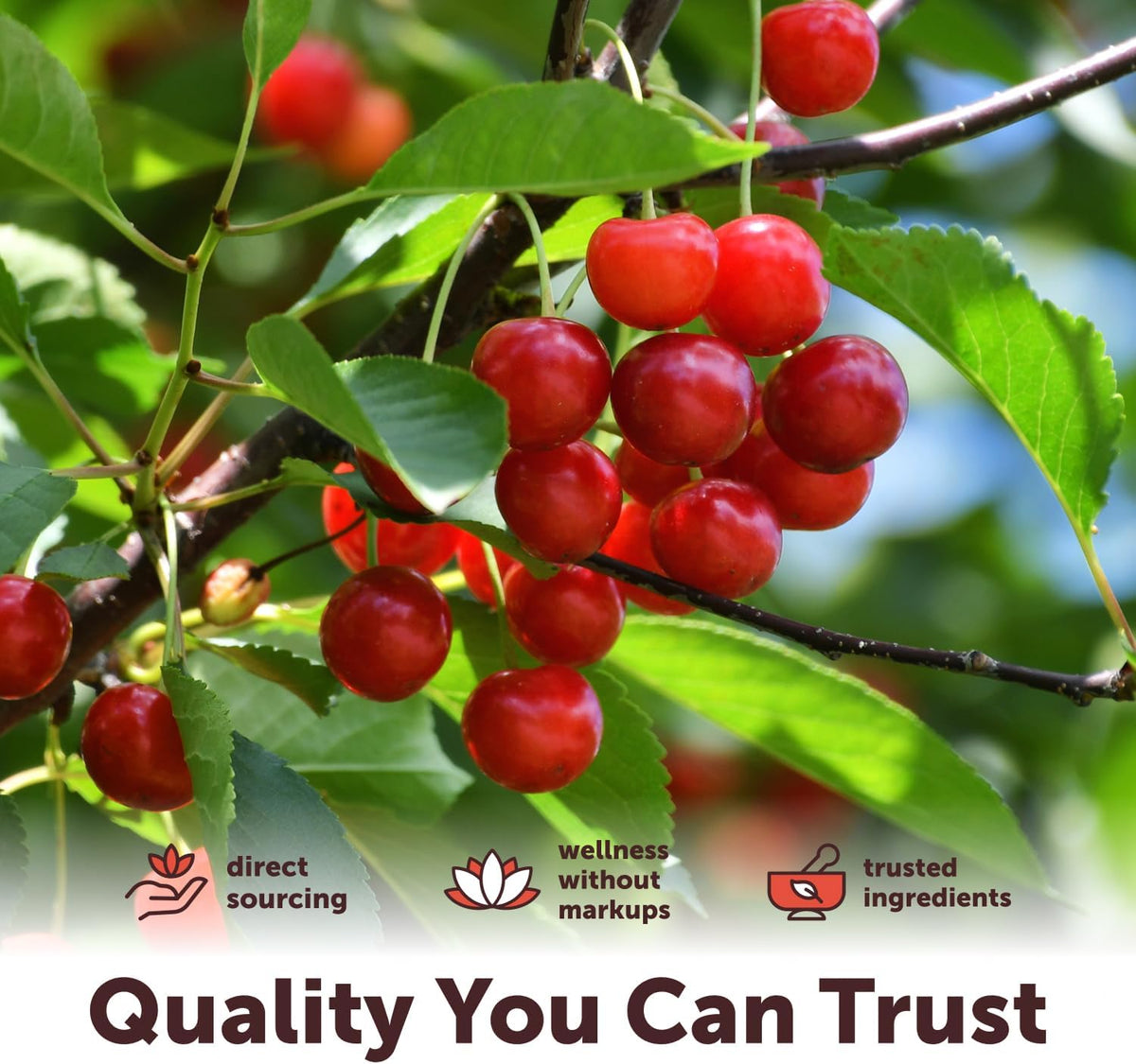 Micro Ingredients organic tart cherry powder lifestyle use