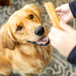 West Paw Dental Stick inserted into a Qwizl puzzle toy