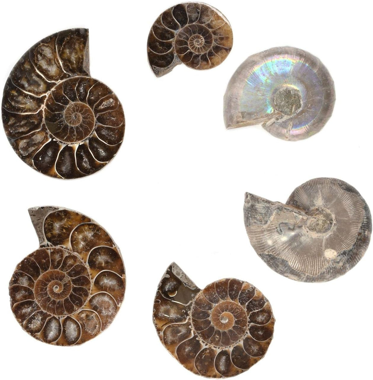 Justinstones assorted ammonite fossil specimens in 100 gram pack