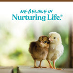 Healthy chicks fed with Manna Pro non-medicated crumbles
