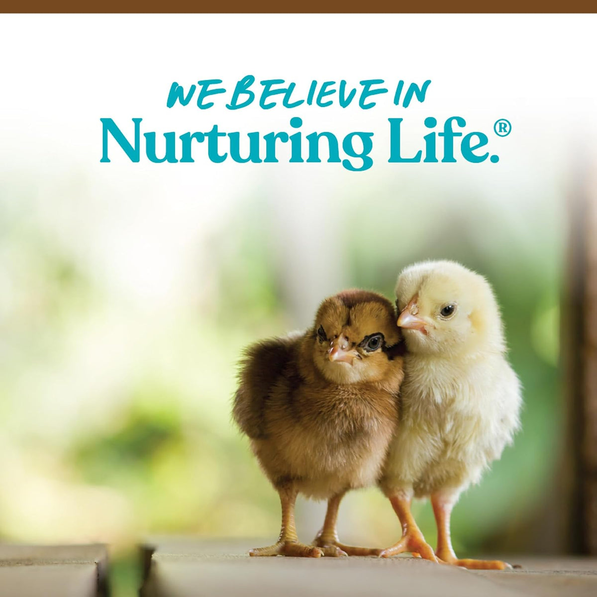 Healthy chicks fed with Manna Pro non-medicated crumbles