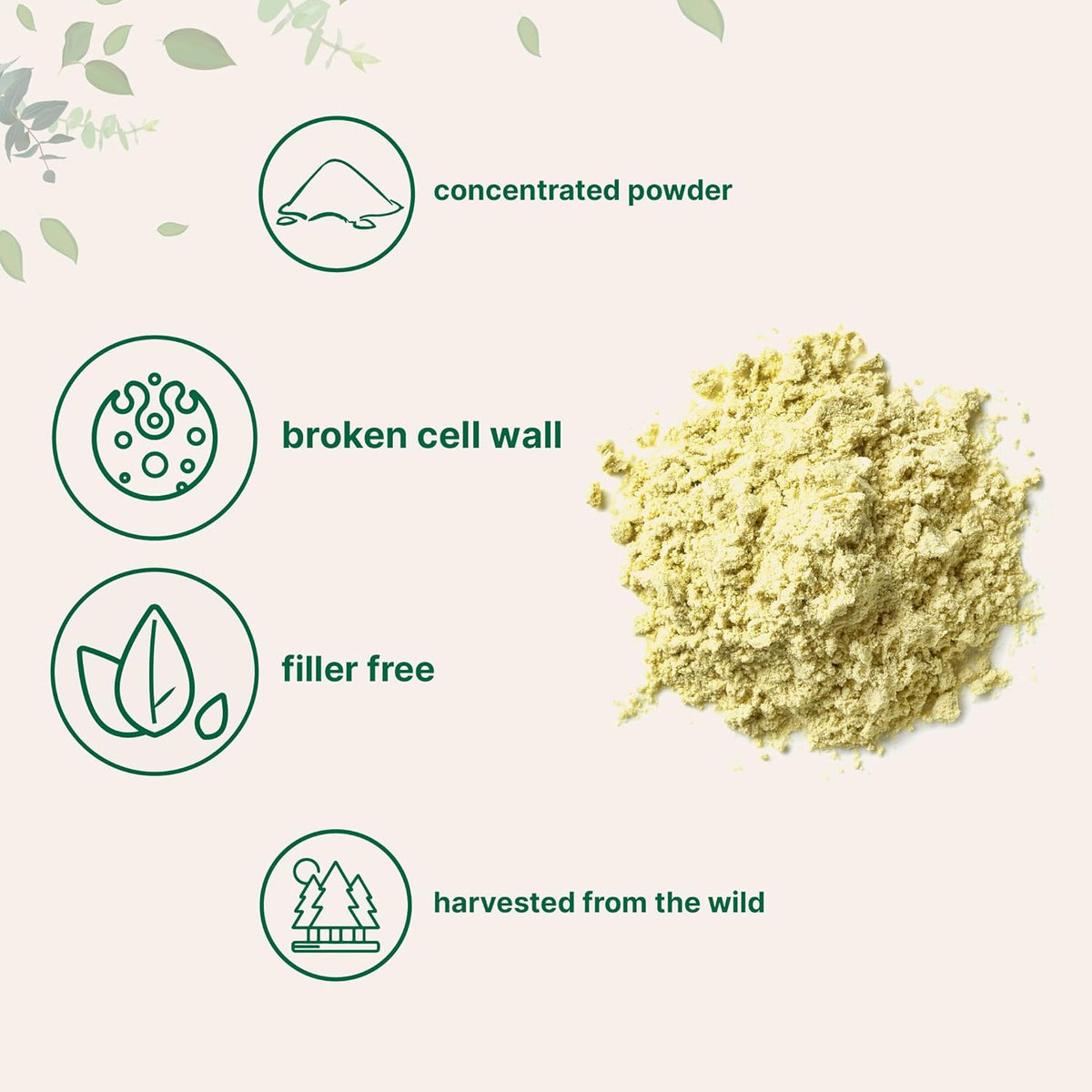 Micro Ingredients wild harvested pine pollen fine powder texture close up