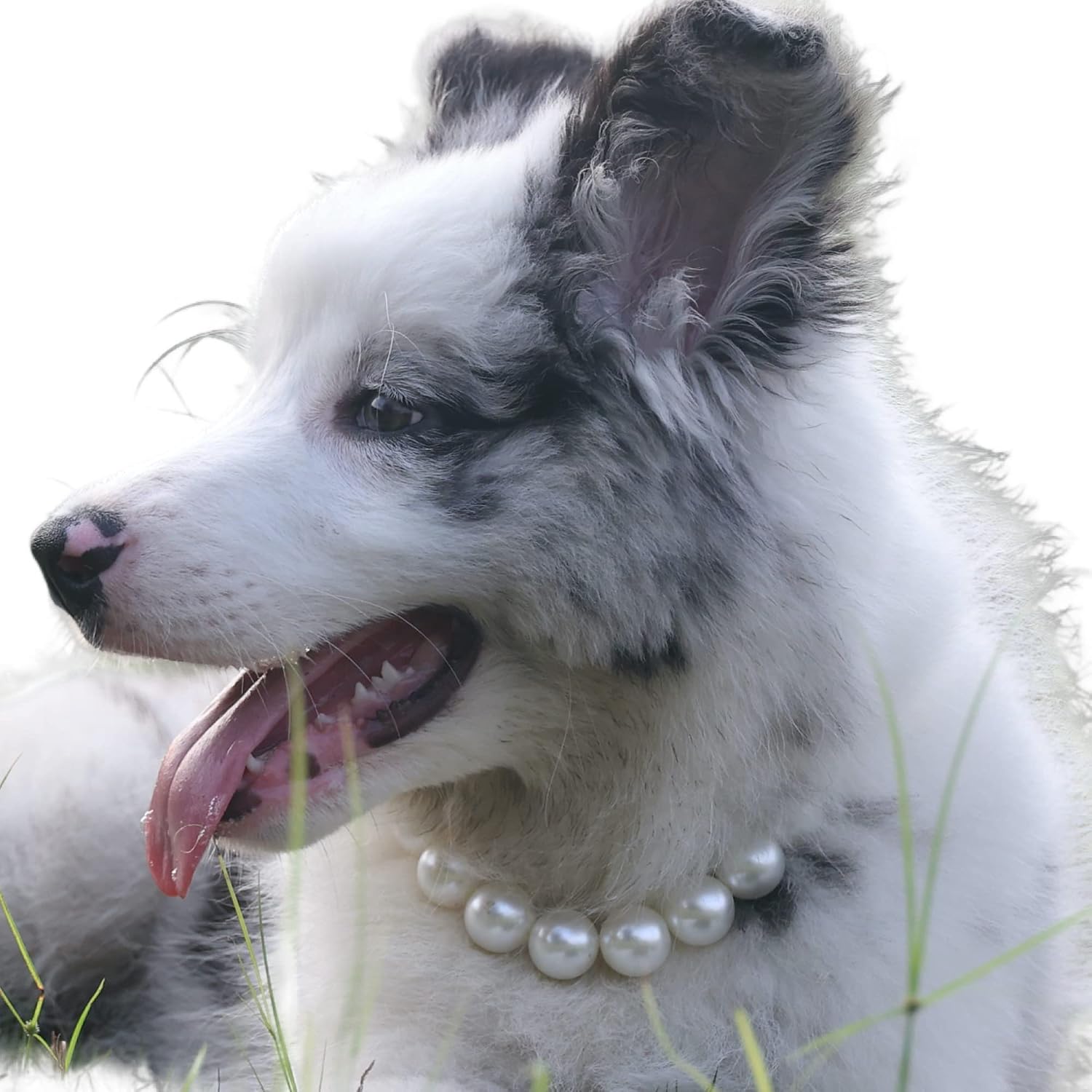 Kepudengen elegant pearl dog necklace front view on a pet.