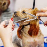 Fine and wide tooth spacing detail on the LOCANS stainless steel cat and dog grooming tool.
