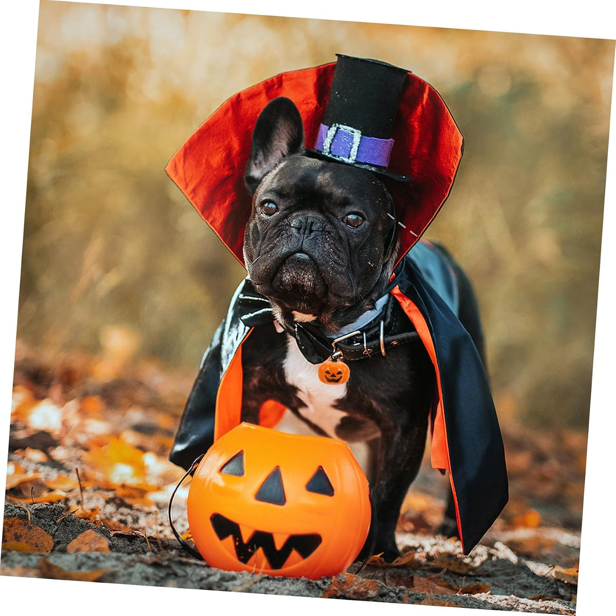 Halloween themed pet decor bells lifestyle view