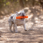 Chuckit Air Fetch Stick outdoor dog play