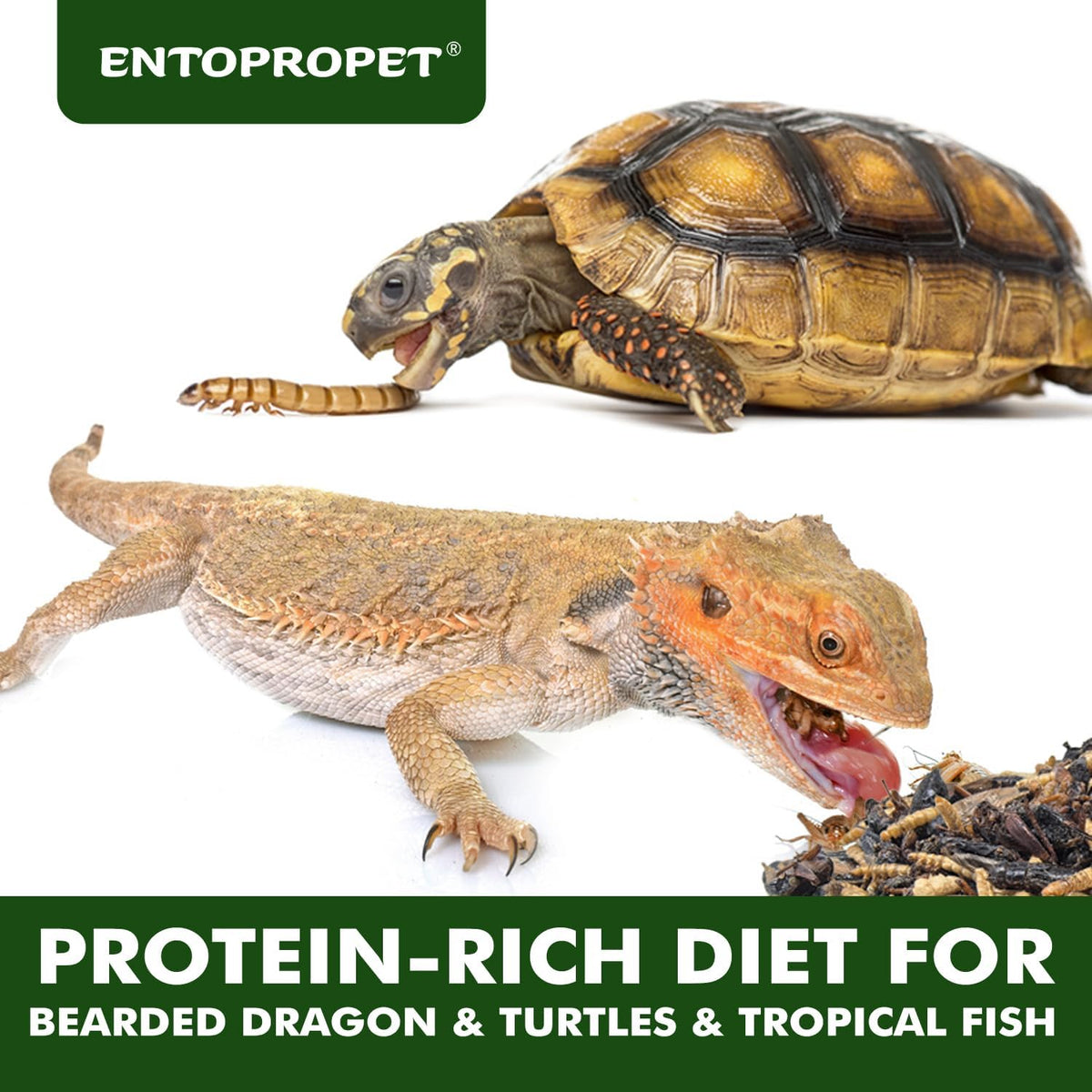 Protein rich dried mealworms and crickets mix for insectivorous pets close up