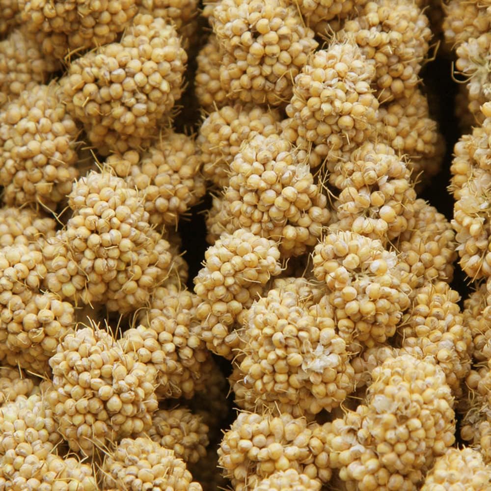 Natural sun-dried millet cluster for parakeets