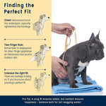 Front and back leash attachment points on dog harness