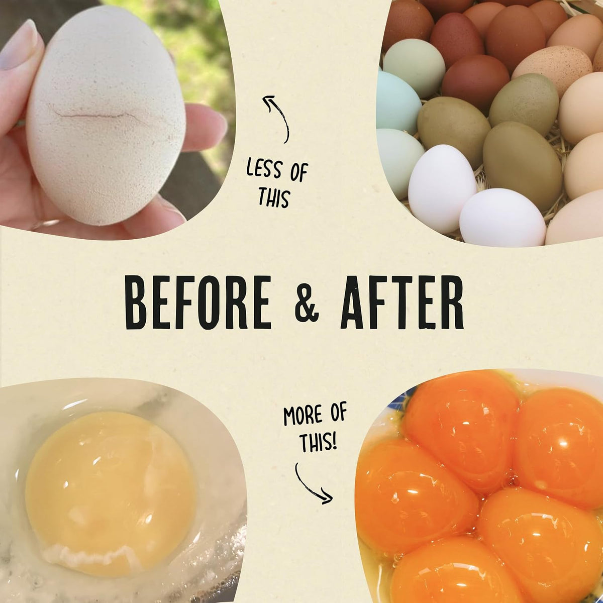Comparison of a pale yellow yolk next to a deep golden yolk from Roosty's supplement