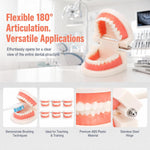 6 Packs Dental Teeth Model, Dental Demonstration Model for Study, Standard Teeth Models, Plastic Mouth Model, Fake Mouth for Teaching, Dentist, Dental Students, Clean Display - Image 12