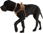 Neoprene padded chest plate on rugged on leash training dog harness