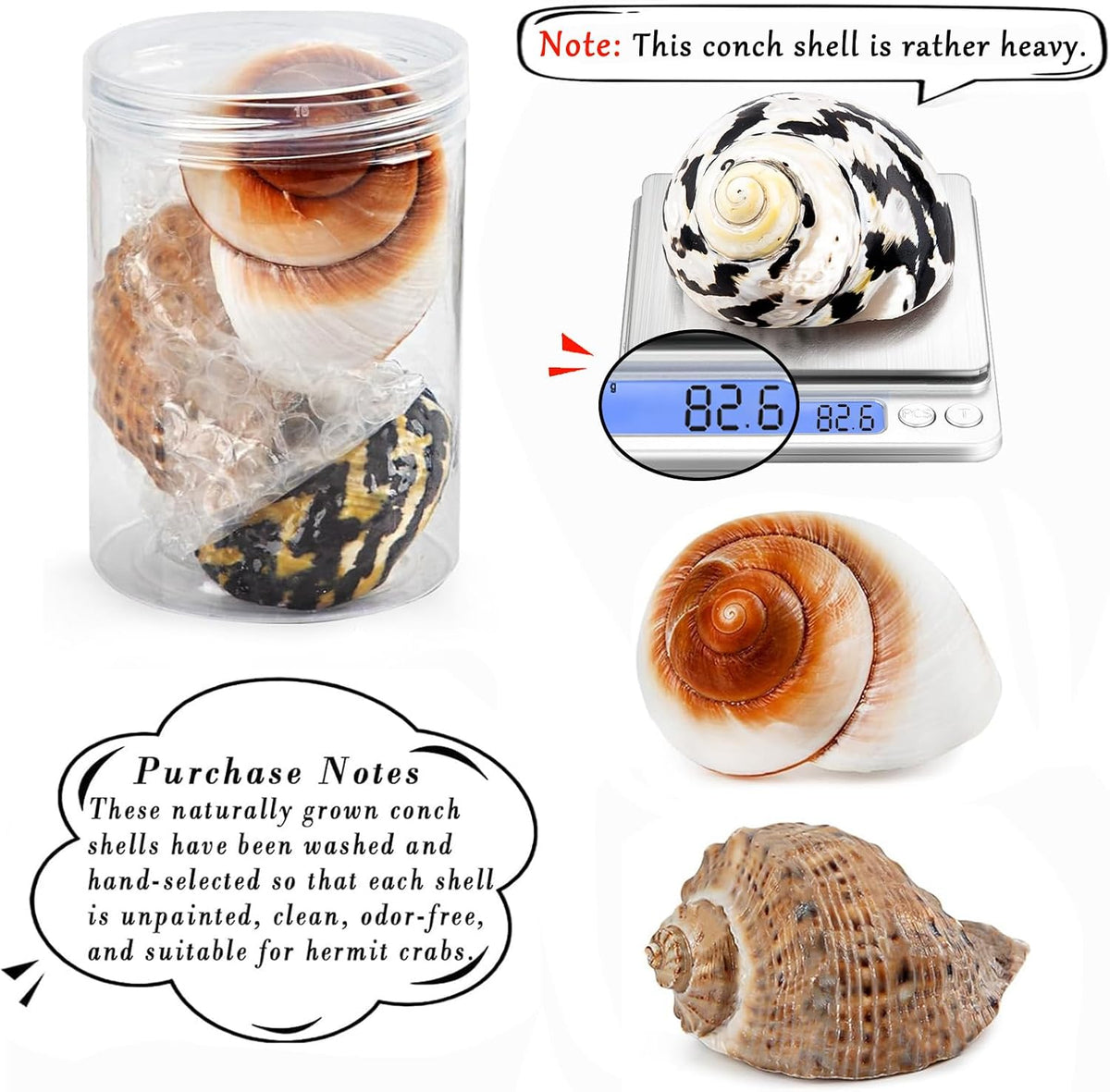 Three piece set of large turbo hermit crab shells