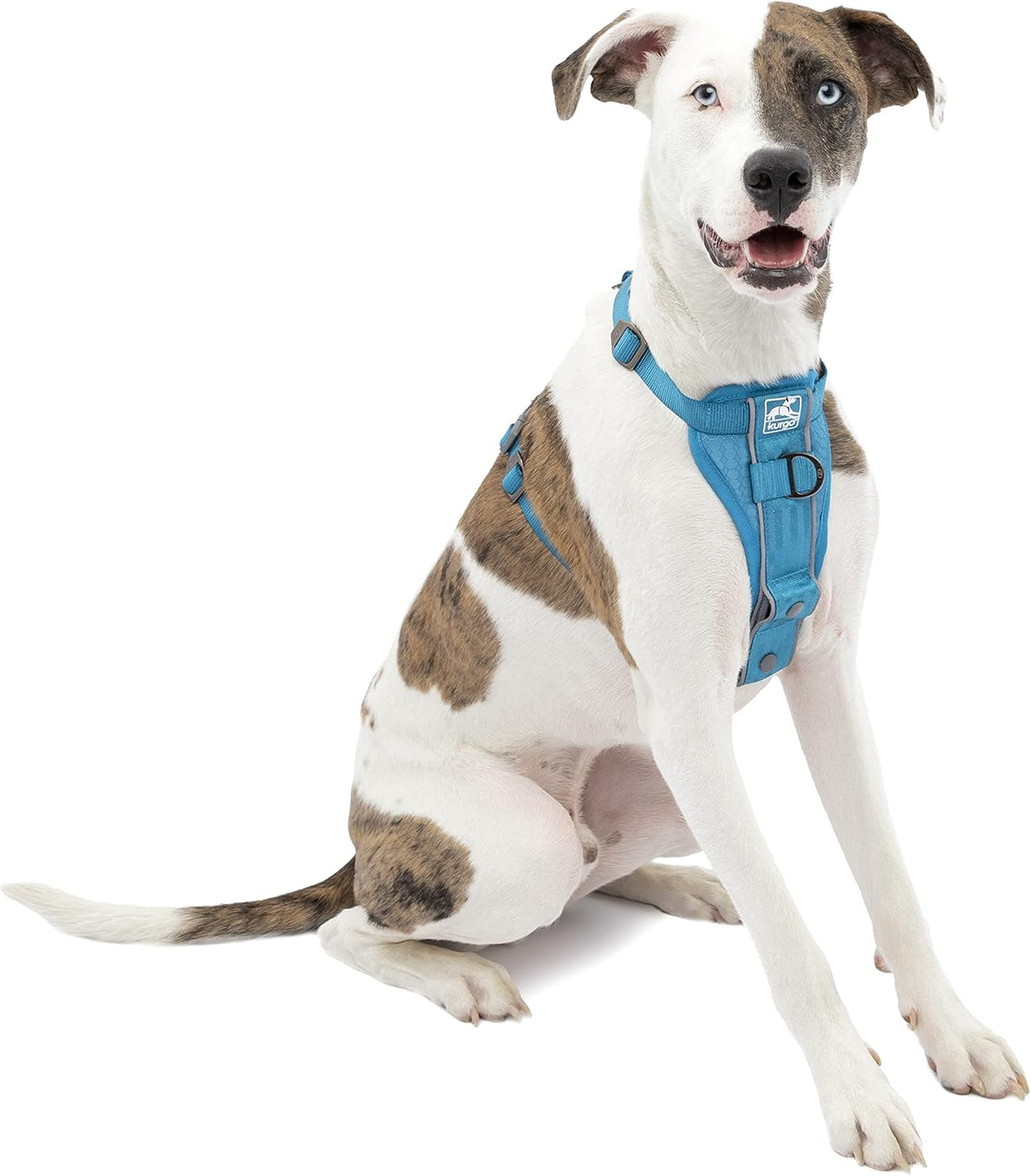 Side view of Kurgo dog harness on large dog