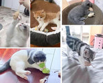 Cat chewing on a plush mouse toy for dental health benefits