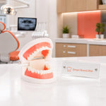 6 Packs Dental Teeth Model, Dental Demonstration Model for Study, Standard Teeth Models, Plastic Mouth Model, Fake Mouth for Teaching, Dentist, Dental Students, Clean Display - Image 10