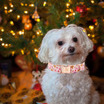 Elegant Little Tail gingerbread dog collar D-ring angle