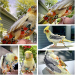 Magnoloran small bird nappy harness combo for indoor and outdoor use