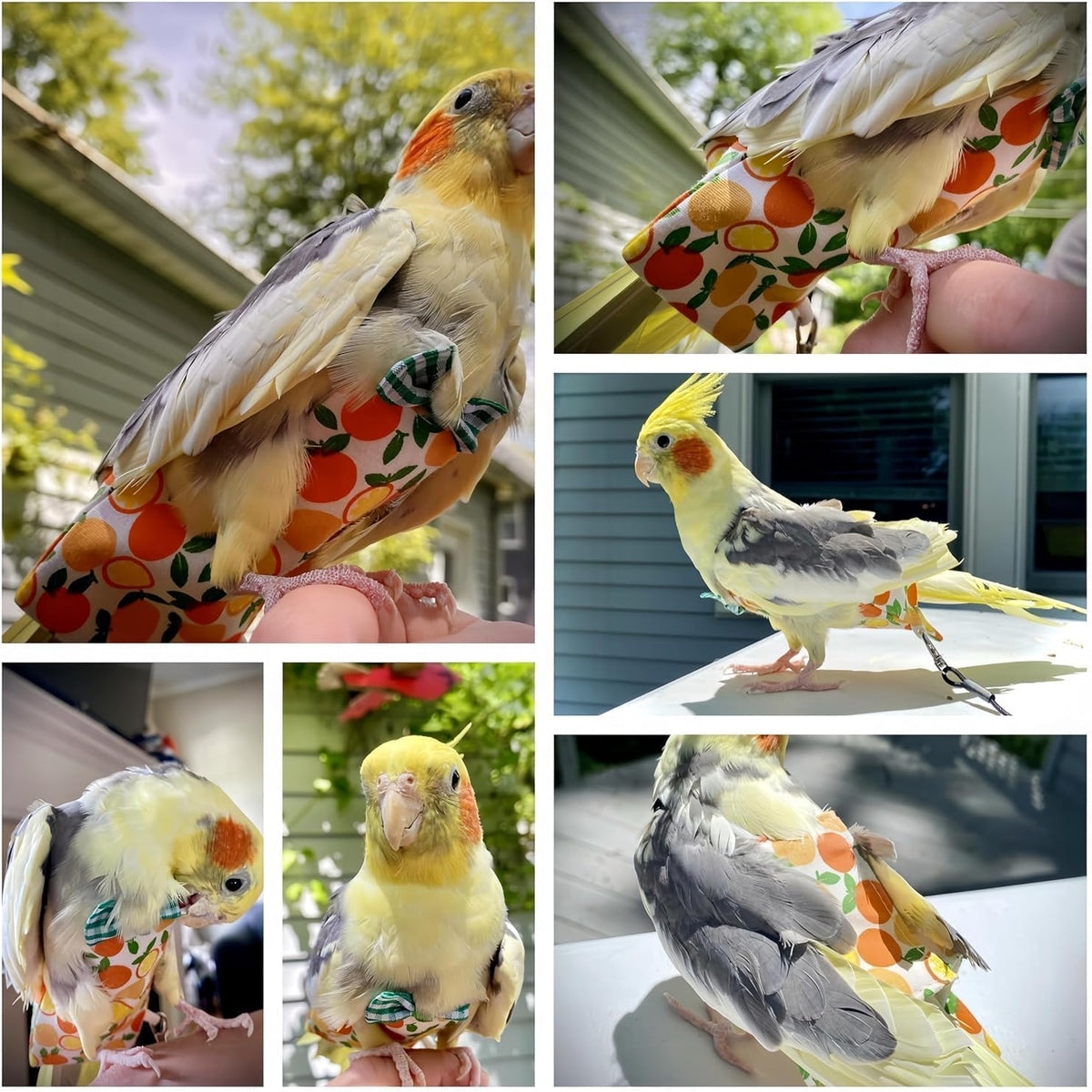 Magnoloran small bird nappy harness combo for indoor and outdoor use