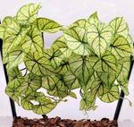 Reptile Plants for Terrarium Decor, Amphibian Habitat Decor, Snake Tank Accessories, Artificial Hanging Plants with Suction Cup-2 Packs (Fake Monstera) - Image 9