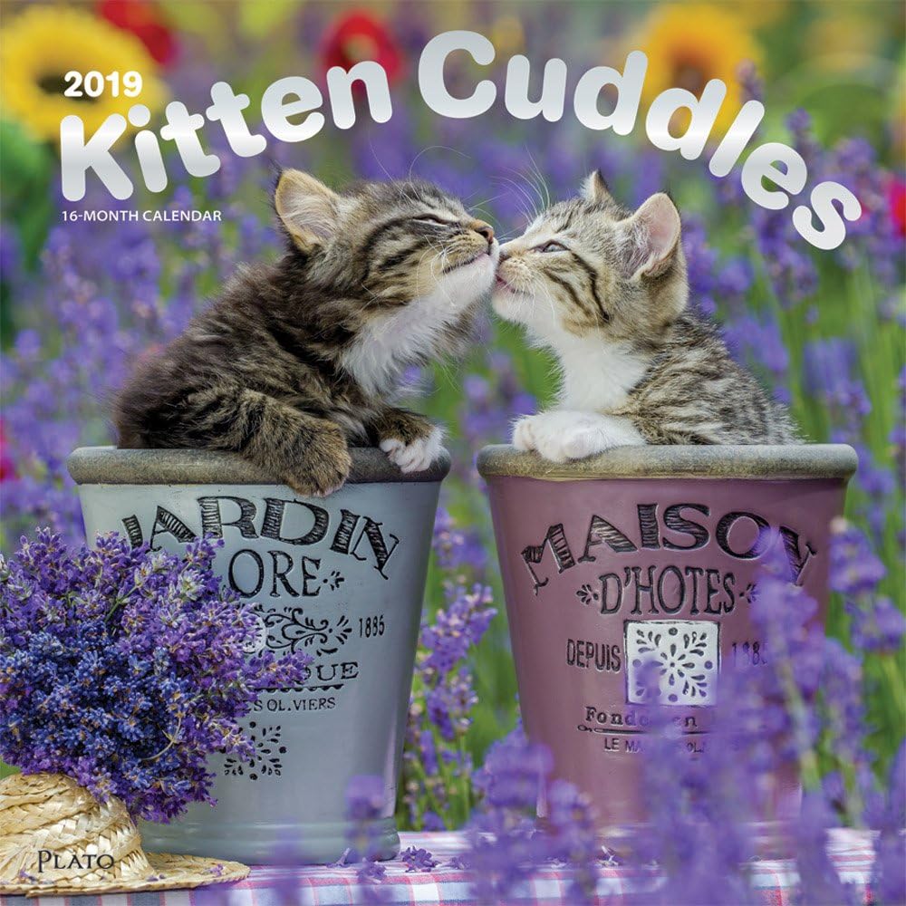 Kitten Cuddles 2019 12 x 12 Inch Monthly Square Wall Calendar with Foil Stamped Cover by Plato, Animals Cute Kittens - Image 1