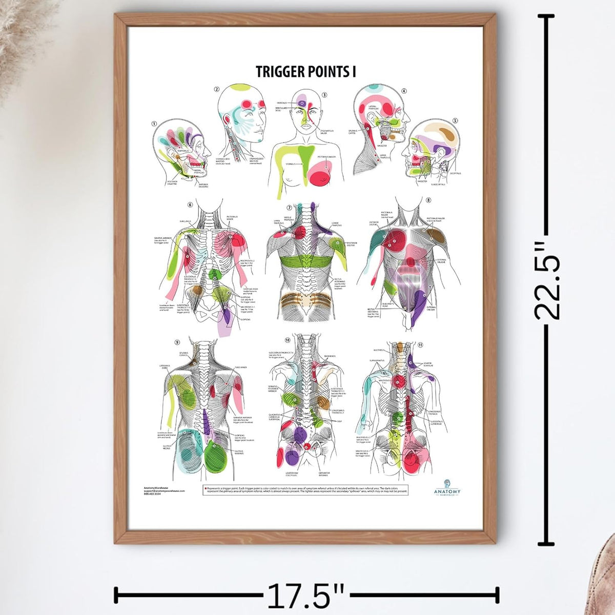 Medical classroom wall mounted anatomy and physiology chart