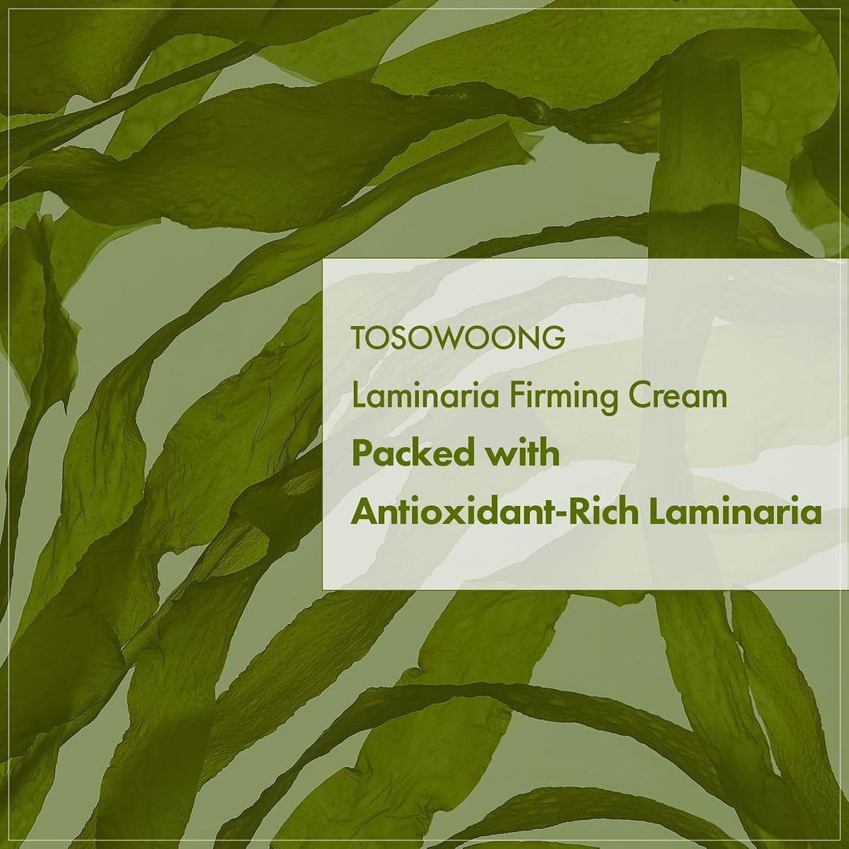 Korean beauty laminaria japonica extract moisturizer for skin elasticity