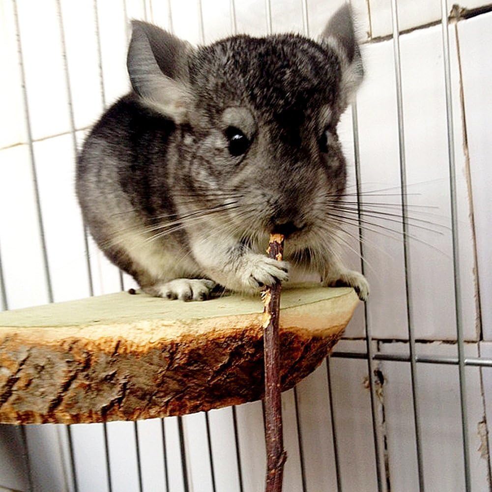 Guinea pig chewing on a Sharllen natural apple wood stick in an enclosure