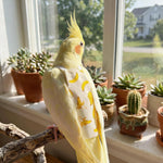 Premium imported parrot nappy suit demonstrating stretchable strap adjustments.