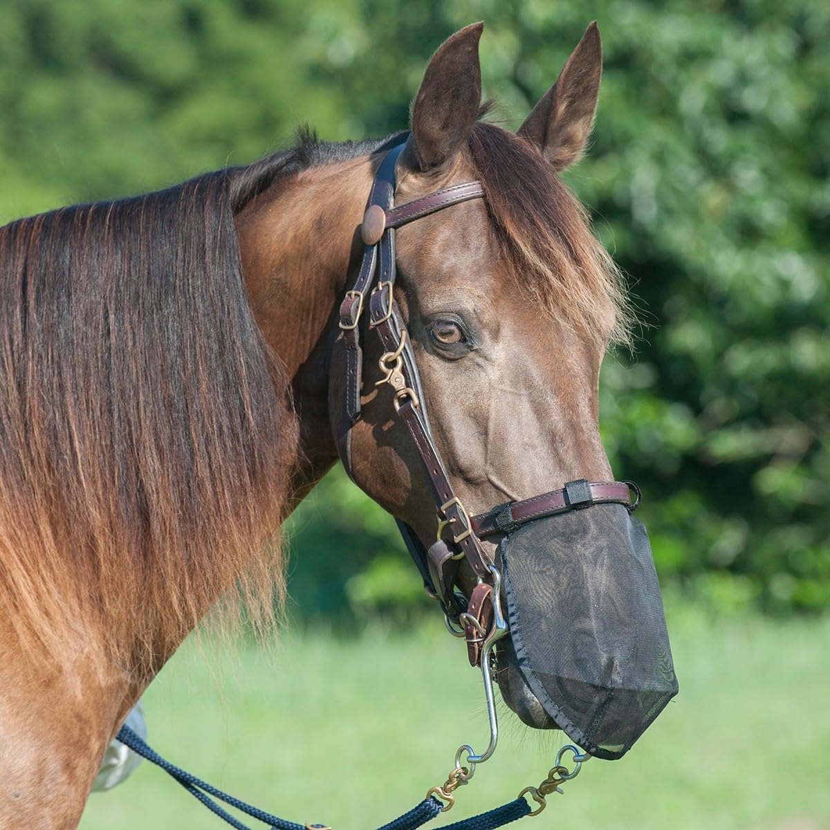 Cashel Quiet Ride Horse Nose Net Mask Large front view on bridle