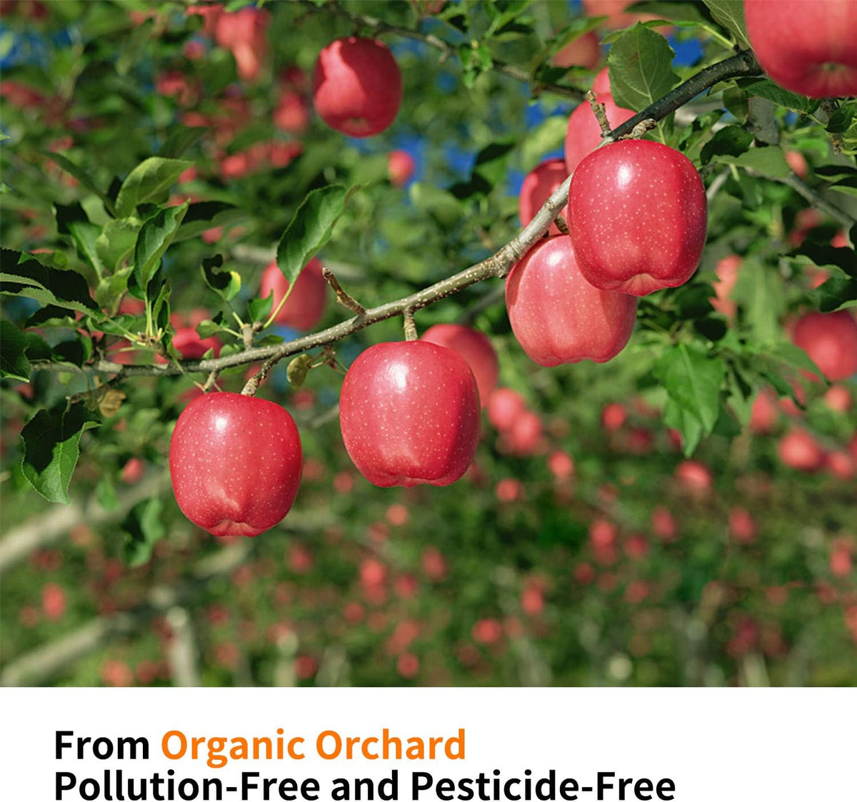 Bulk supply overview of 500 grams pesticide free small animal enrichment sticks.