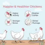 Healthy grower chickens in a coop with access to grit