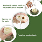Natural luffa inserts for insect terrarium hydration