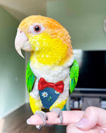 Washable bird diaper suit for small parrots lightweight fabric texture view