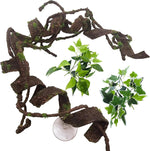 Naturalistic view of Bnosdm vine in a snake enclosure
