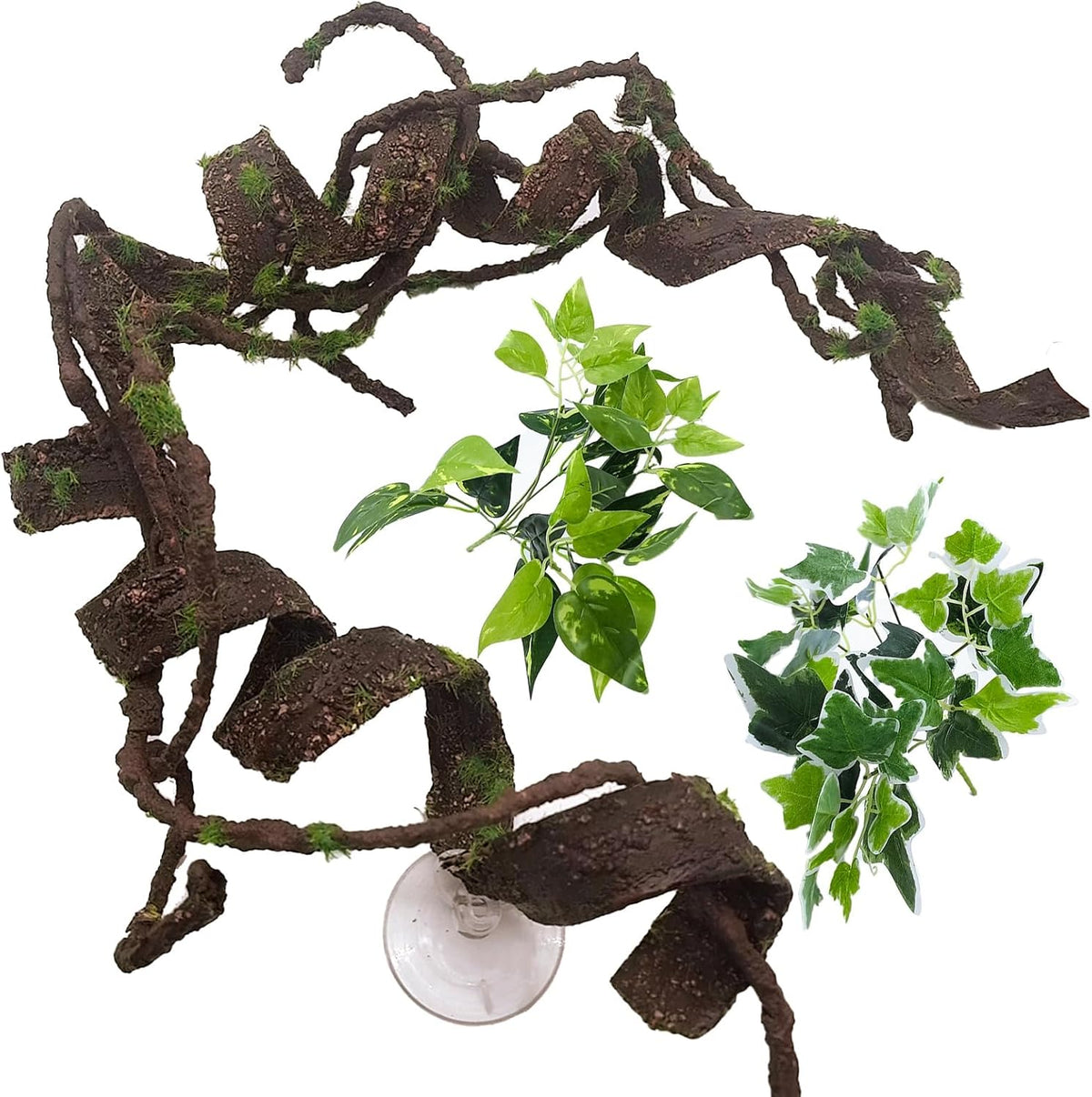 Naturalistic view of Bnosdm vine in a snake enclosure