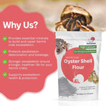 Auto feeder filled with hermit crab oyster shell powder