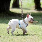 PUPTECK escape proof puppy harness buckle detail