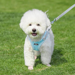 Aiitle dog harness on a small pet