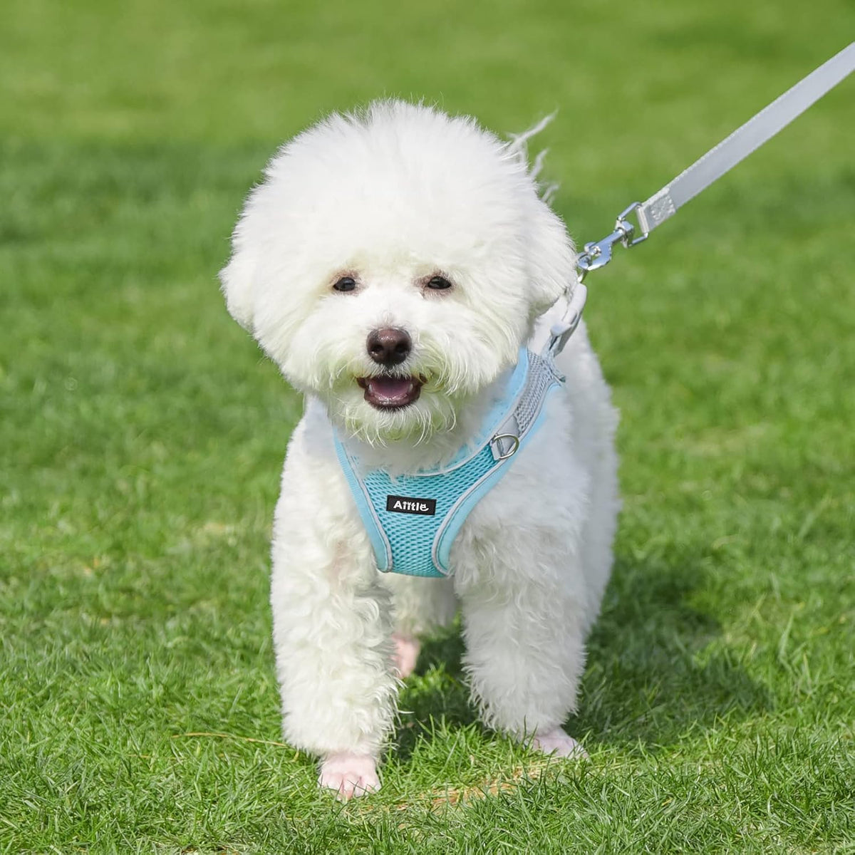 Aiitle dog harness on a small pet