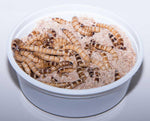 Animal Specialties Live Kingworms 100 count premium live reptile food