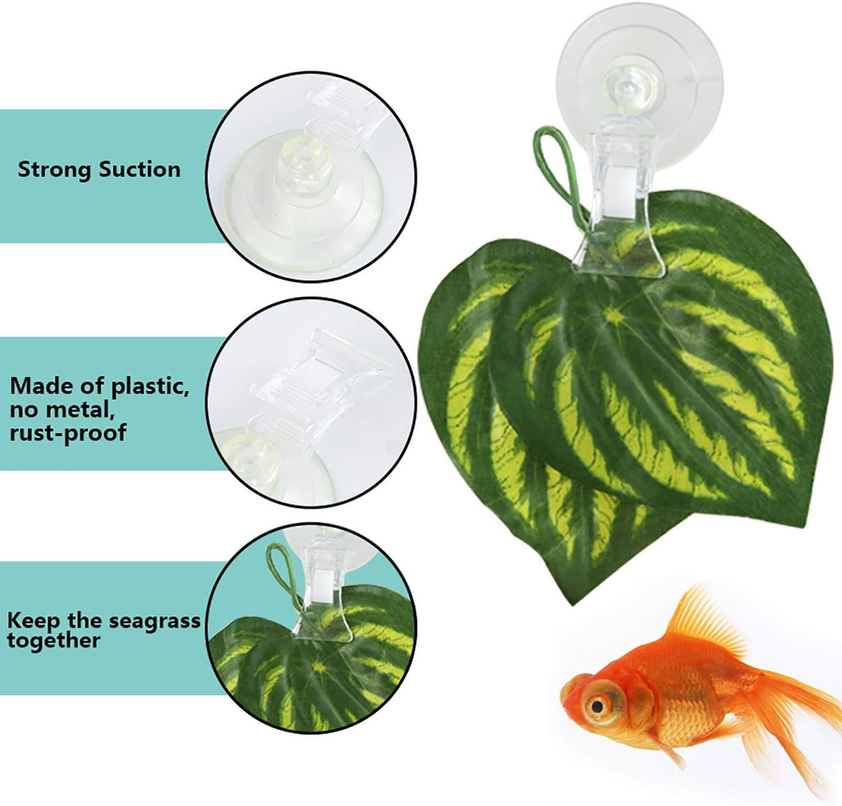 Aquarium fish grazing naturally on seaweed secured by a transparent suction cup holder.