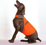 Rear view of dog wearing high visibility reflective vest