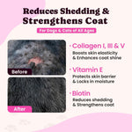 BuddyCheer liquid pet collagen for dogs and cats being added to pet food for joint support